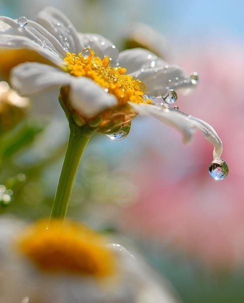 Wet flower macro