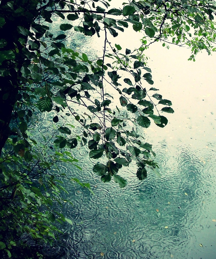 Drops of rain Drops of rain