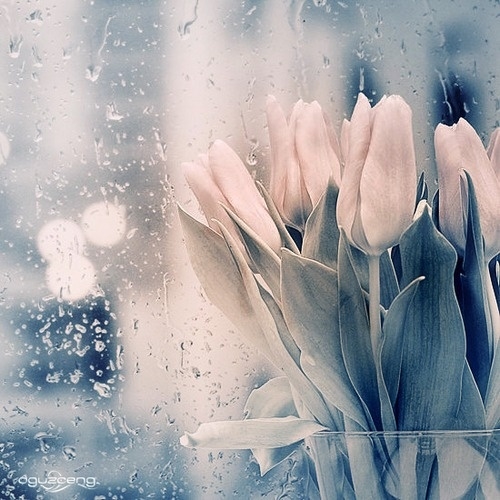 Flowers and rain
