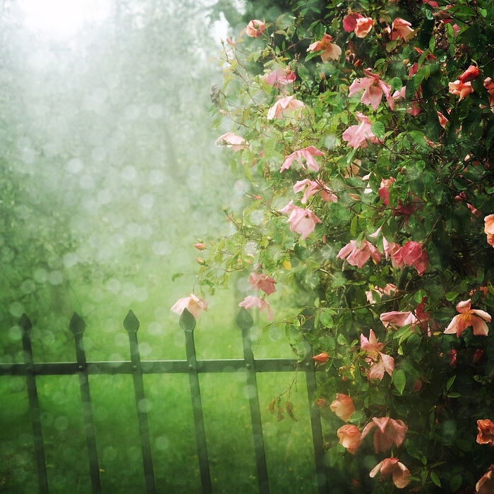 Sprinkles of rain