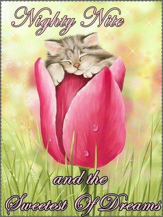 Nighty NIte And The Sweetest Dreams Pictures, Photos, and Images for