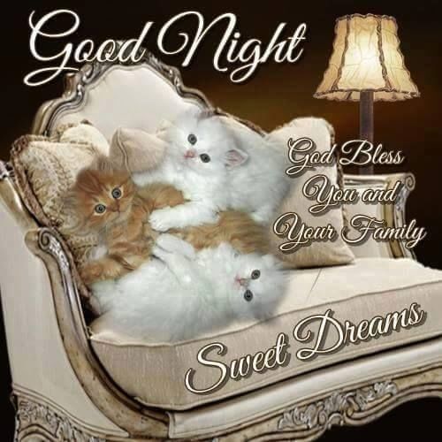 Kitten Good Night Quote Pictures, Photos, and Images for Facebook