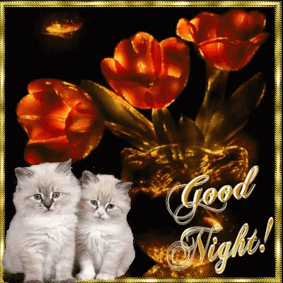Good Night Kitten Gif Pictures, Photos, and Images for Facebook, Tumblr