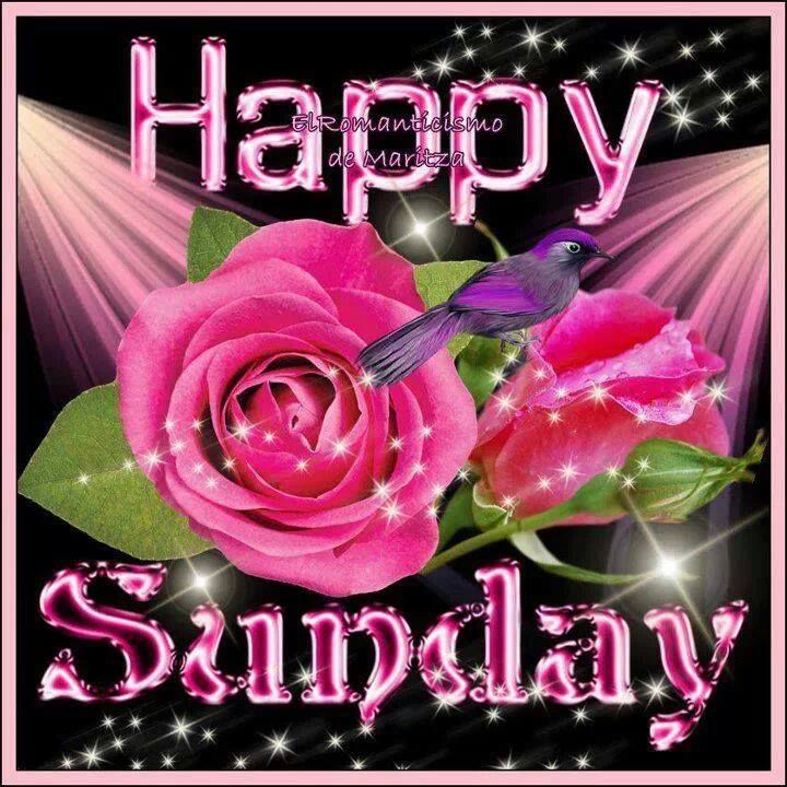 Pink Rose Happy Sunday Quotes Pictures, Photos, and Images for Facebook