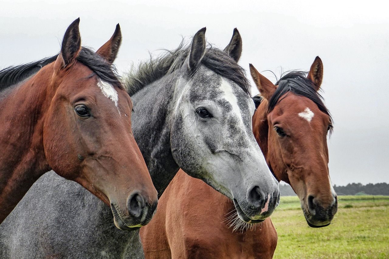 Three Horses Pictures, Photos, and Images for Facebook, Tumblr, Pinterest, and Twitter Three Horses Pictures, Photos, and Images for Facebook, Tumblr, Pinterest, and Twitter