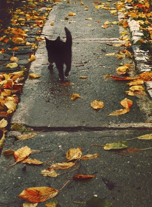 Go home, little kitty