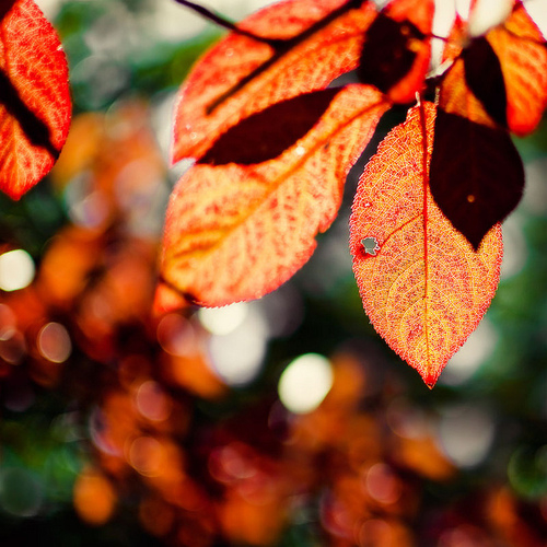 Hot orange fall leaves
