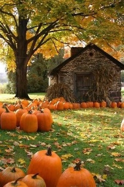 Pumpkin Patch Pumpkin Patch