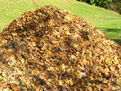 Pile of leaves