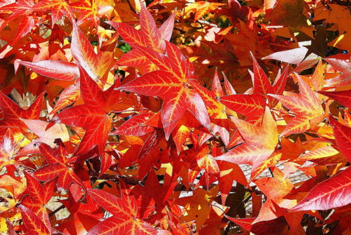 Red autumn leaves Red autumn leaves