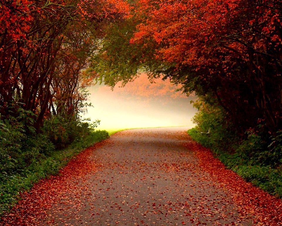 Autumn Tunnel