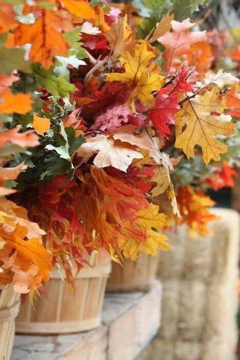 Fall Foliage
