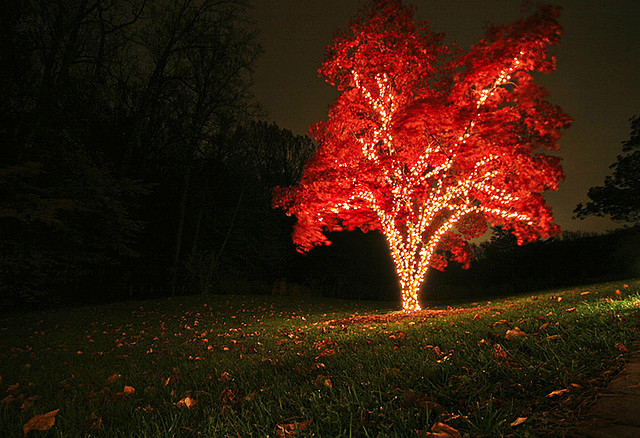 Autumn Tree Lights Autumn Tree Lights