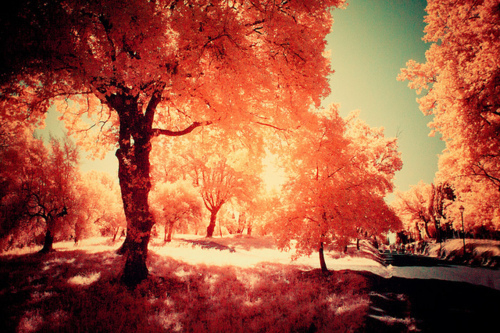 Gorgeous Autumn Foliage Gorgeous Autumn Foliage