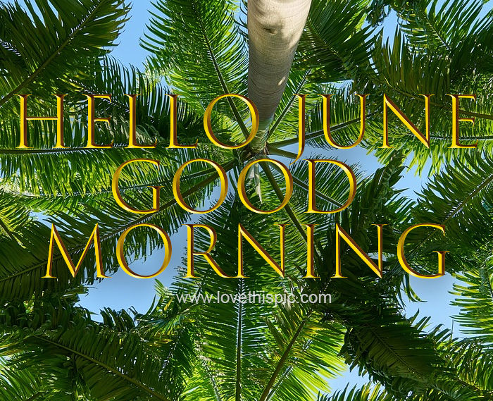 Palm Tree Hello June Good Morning Quote Pictures, Photos, and Images