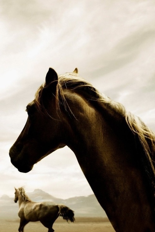 Wild horses Wild horses