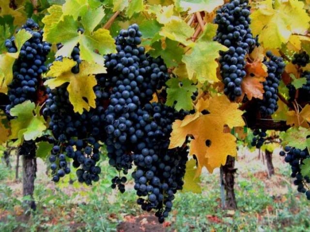 Fall Grapes