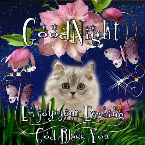 Good Night Kitty Blessing Pictures Photos And Images For Facebook