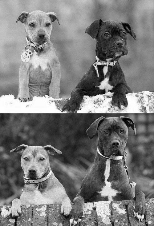 Forever friends Forever friends