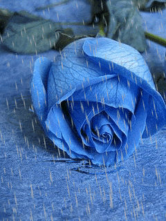 Blue Rose In Rain Gif Pictures, Photos, and Images for Facebook, Tumblr