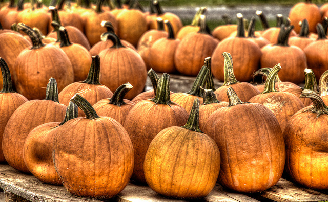 Pumpkin patches