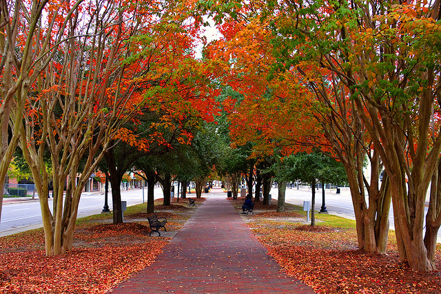 Fall in the park