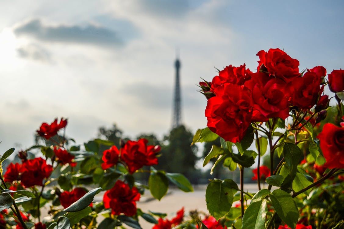 Roses With Eiffel Tower In Background Pictures, Photos, and Images for