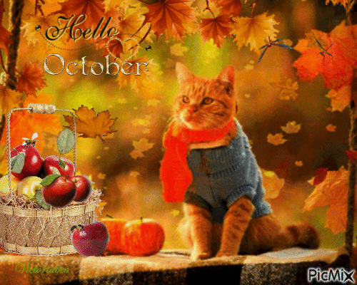 October Cat Gif Pictures, Photos, and Images for Facebook, Tumblr, Pinterest, and Twitter