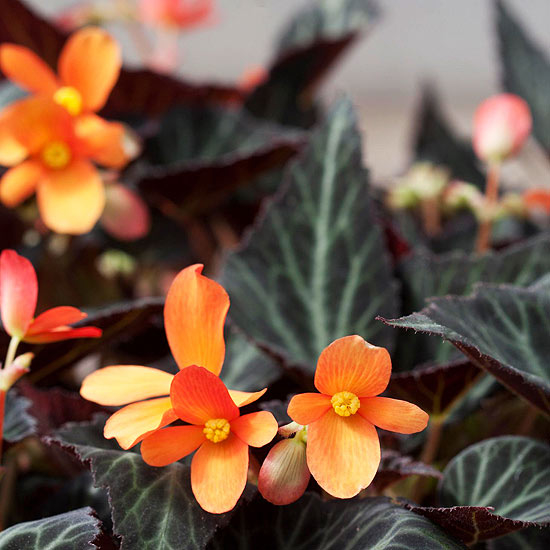 Pretty begonia Pretty begonia