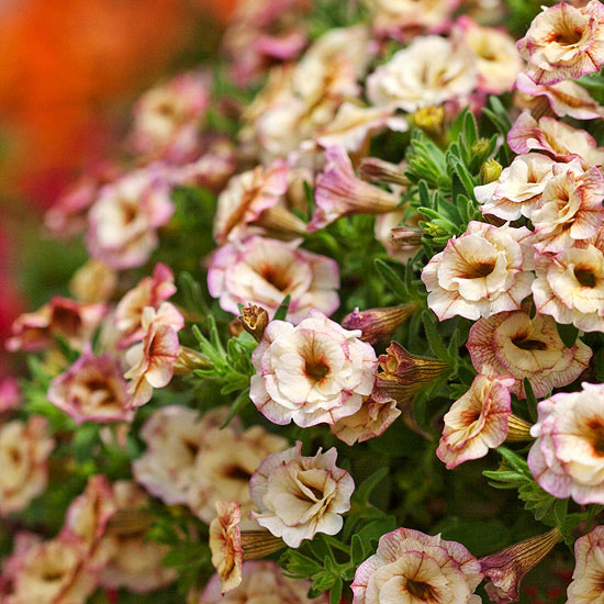 MiniFamous Double Rose Chai Calibrachoa MiniFamous Double Rose Chai Calibrachoa
