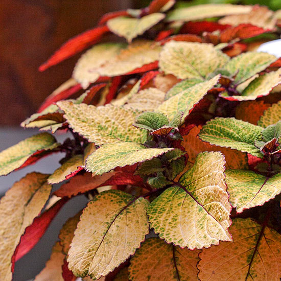 Honeycrisp Coleus Honeycrisp Coleus