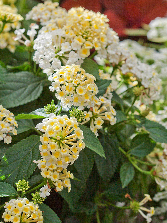 Luscious Pina Colada Lantana