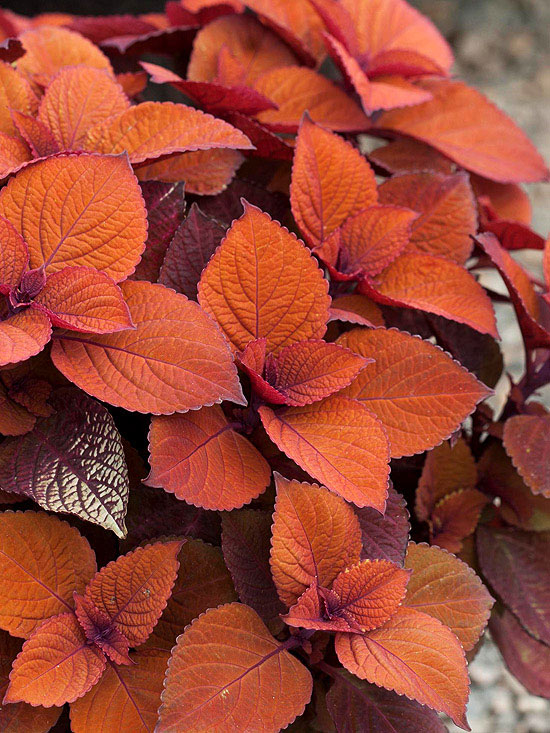 Colorblaze Keystone Kopper Coleus