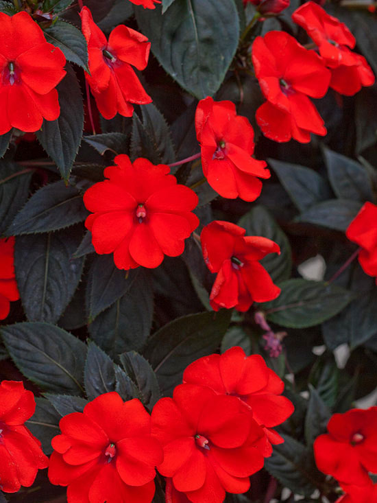Sunpatiens Compact Electric Orange Impatiens Sunpatiens Compact Electric Orange Impatiens