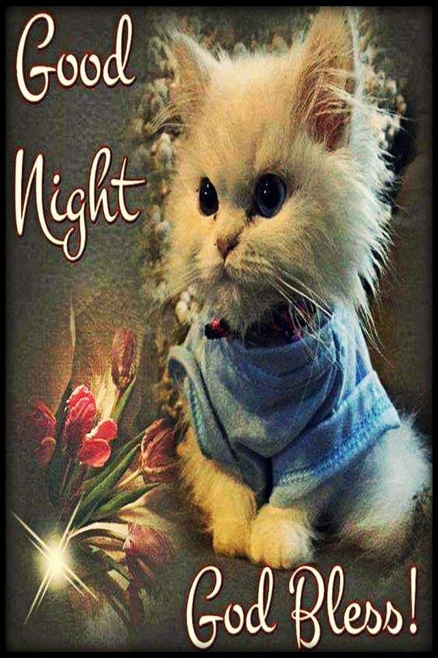 Kitty Good Night Pictures, Photos, and Images for Facebook, Tumblr