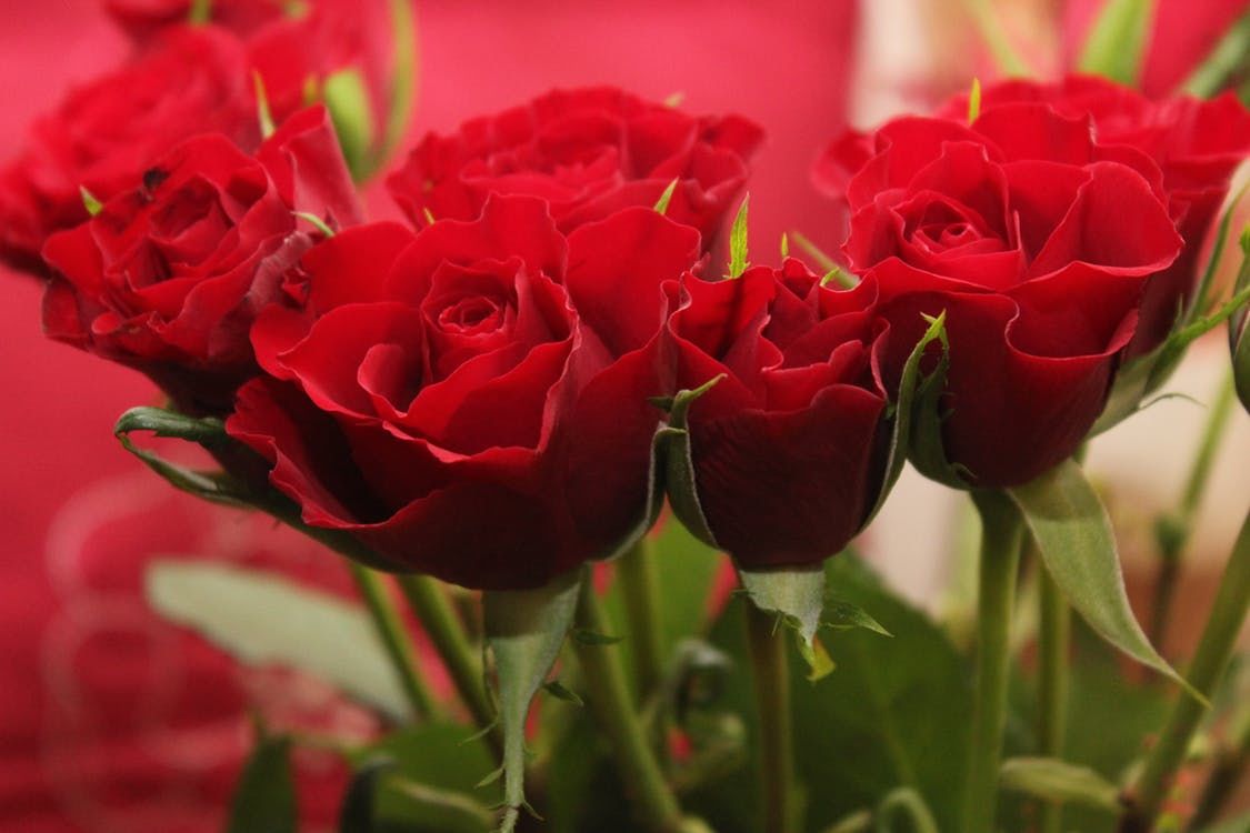 Red Roses On Valentine's Day Pictures, Photos, and Images for Facebook ...