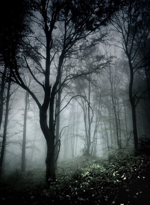 Ghostly woods Ghostly woods