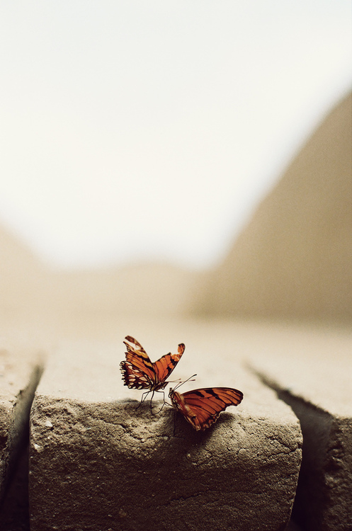 Ripped winged butterfly Ripped winged butterfly