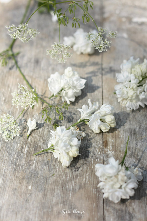 Scattered flowers