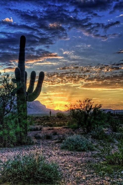 Desert dreams Desert dreams