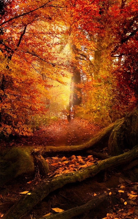 Lost in autumn