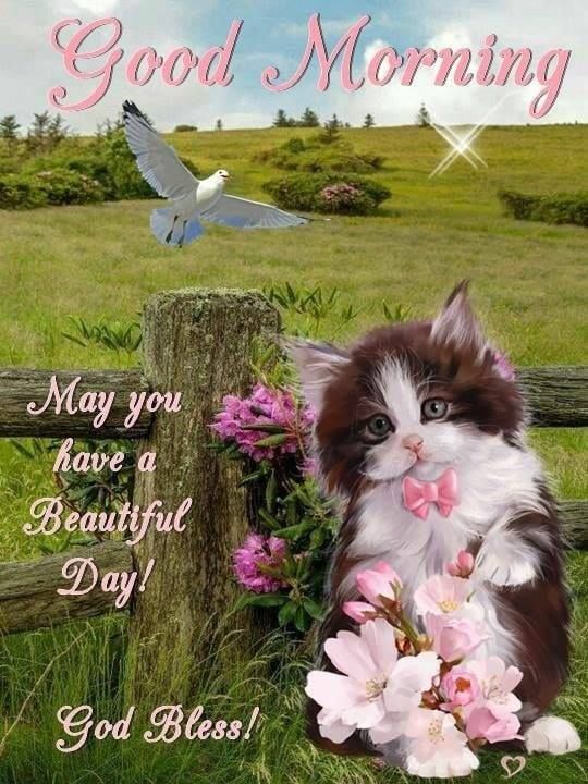 Little Good Morning Kitten Pictures, Photos, and Images for Facebook