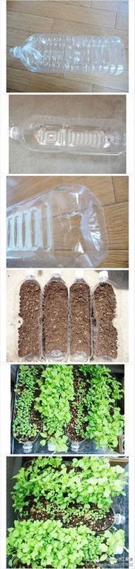 DIY Bottle Garden