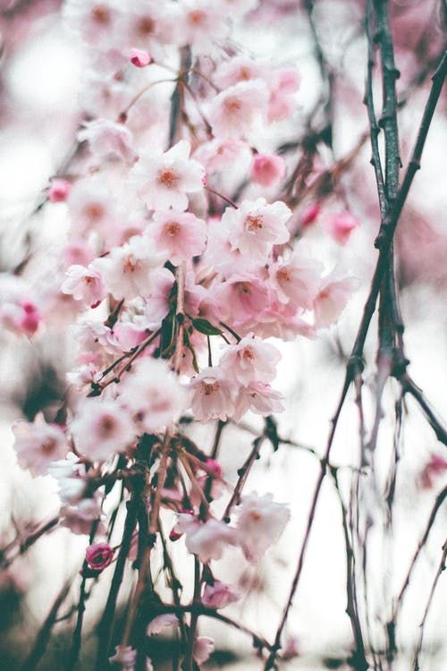 Cherry Blossom Tree Wallpaper Tumblr