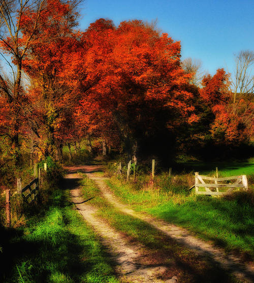 Red billowy trees