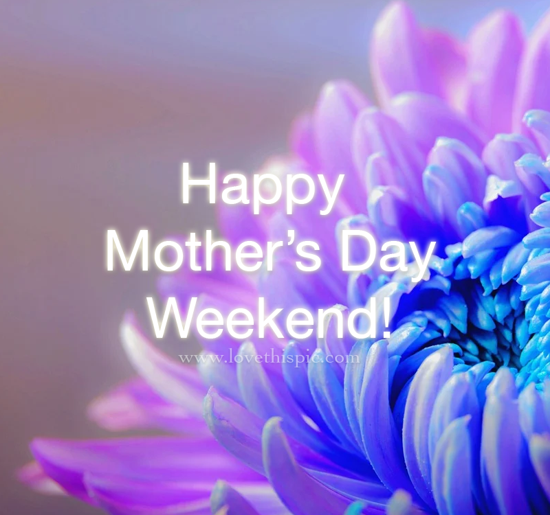 Chrysanthemum Mother's Day Weekend Pictures, Photos, and Images for Facebook, Tumblr, Pinterest