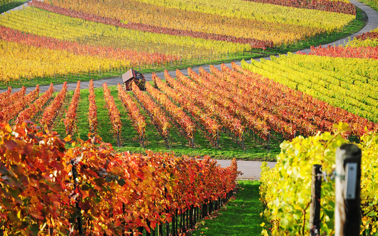 Wine Vineyard during the Fall Wine Vineyard during the Fall