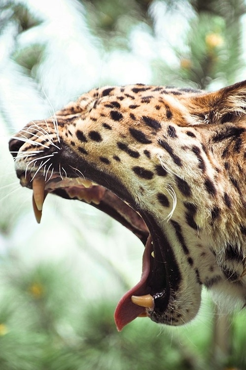 Yawning leopard