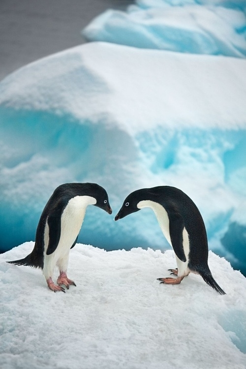 Staring Penguins