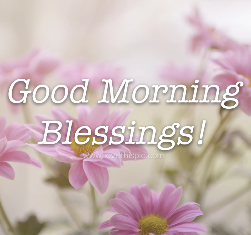 Pink Daisies Good Morning Blessings Pictures, Photos, and Images for